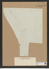 Isthmiella lindigiana (Grun. et Eul.) De-Toni (de-Toni-Nr.: Genus 116, Species 3328) Zeichnungen Sammlung Grunow Nr. 6734 (NHMW-BOT-W0375547)